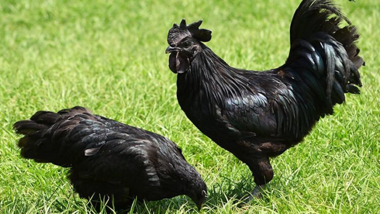 ayam cemani la poule totalement noire