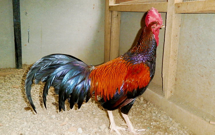 Apparence et caractéristiques de la poule Bekisar