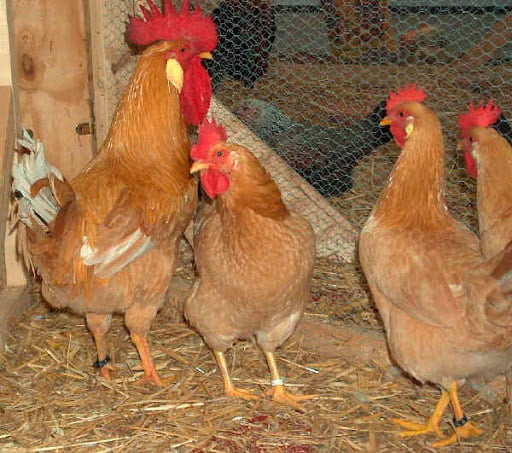 Apparence et caractéristiques de la poule Bionda Piemontesa
