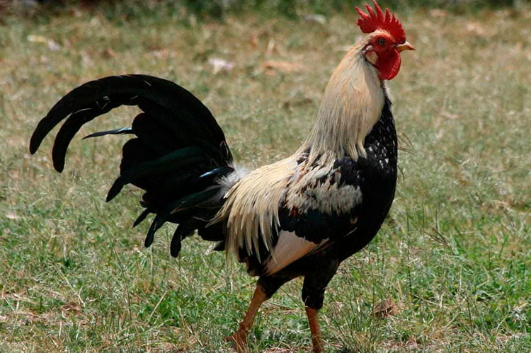 Apparence et caractéristiques de la poule Denizli