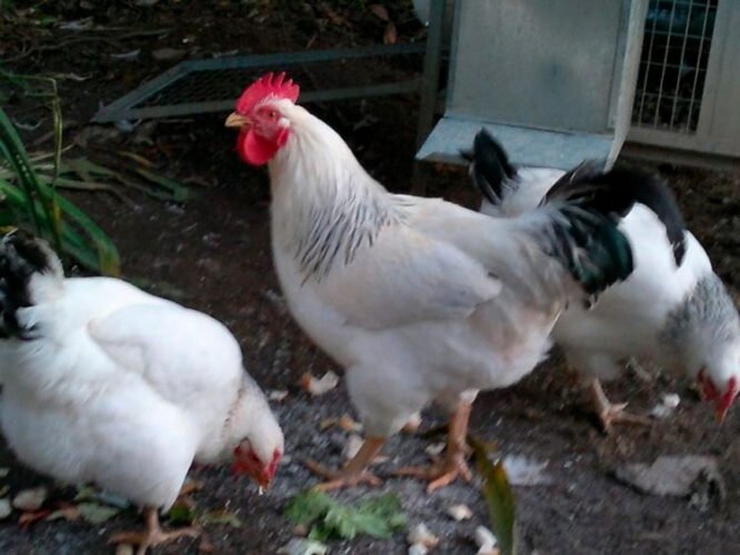 Apparence et caractéristiques de la poule Ermellinata di Rovigo