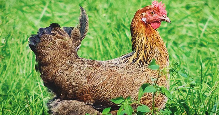 Apparence et caractéristiques de la poule Penedesenca