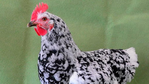 Apparence et caractéristiques de la poule Pita Pinta Asturiana