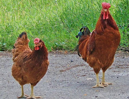 Apparence et caractéristiques de la poule Poltava