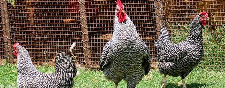 Apparence et caractéristiques de la poule Potchefstroom Koekoek