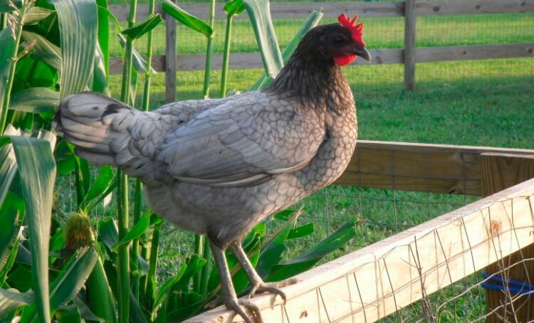 Apparence et caractéristiques de la poule bleue du Delaware