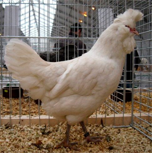 Aspect et caractéristiques de la poule Polverara